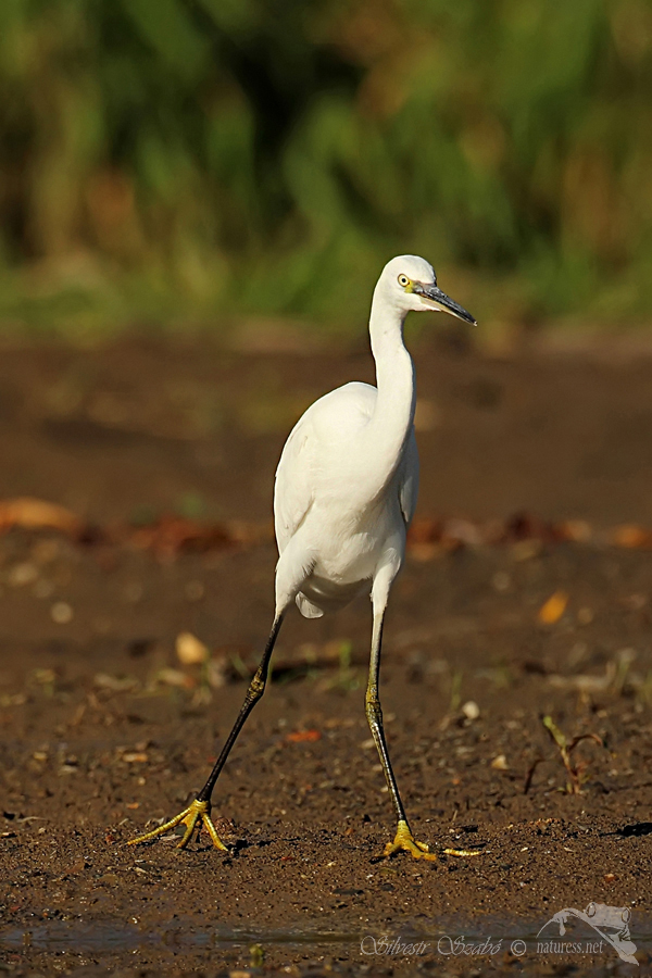 Volavka stř&iacute;břit&aacute; (Egretta garzetta) 